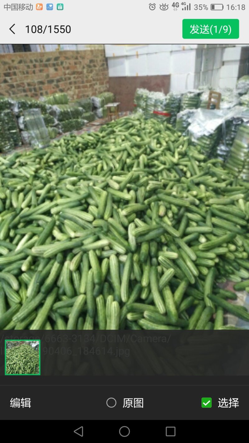 黄瓜，蒲瓜