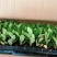 虎刺梅观花盆栽四季开花