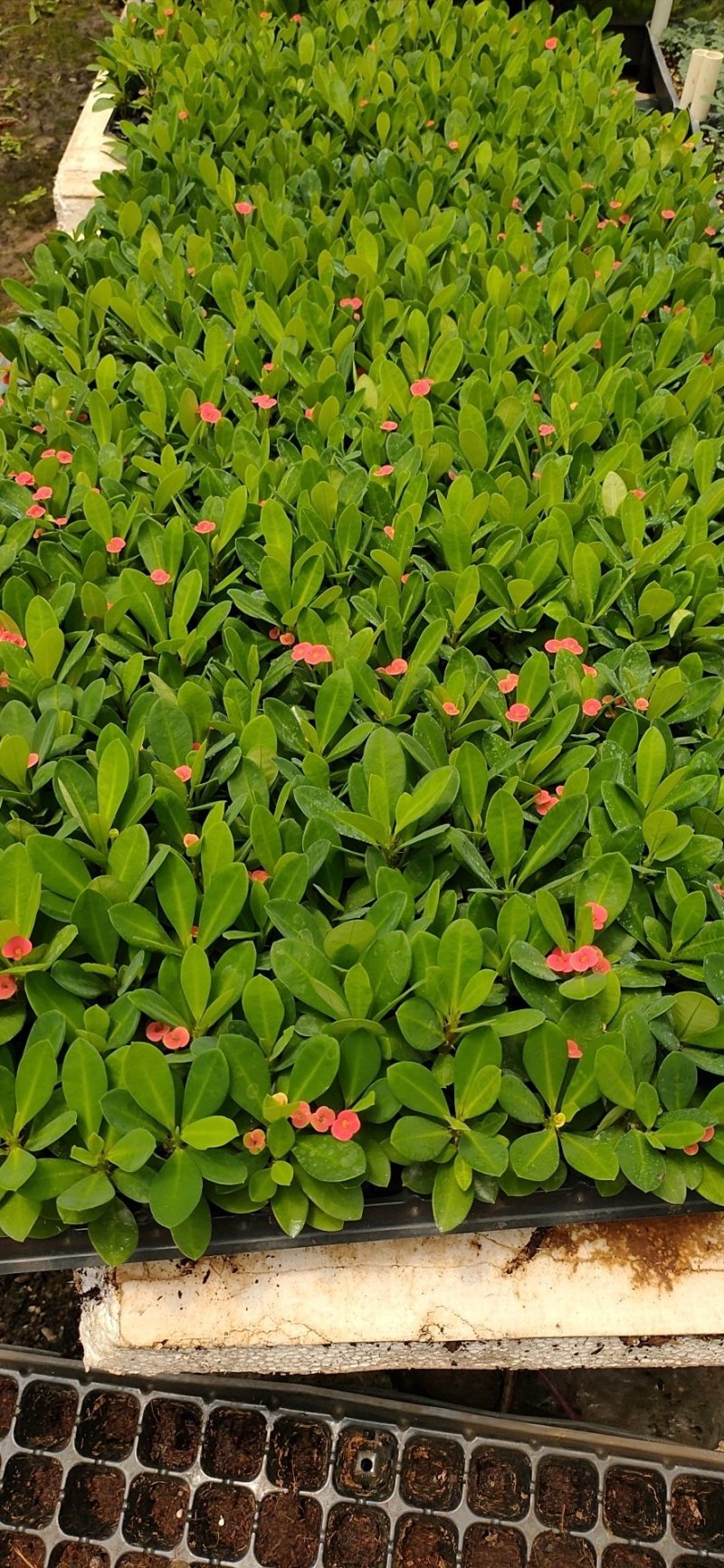 虎刺梅观花盆栽四季开花