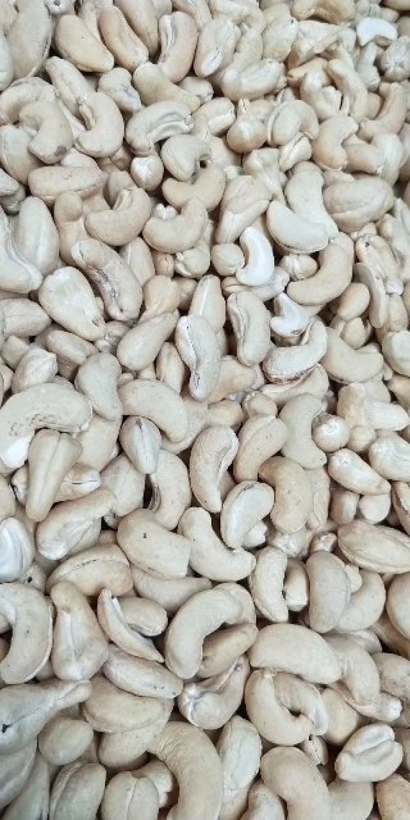 腰果批发WW系列WW系列A系列