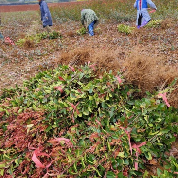 农户直线1米深的红叶石楠条