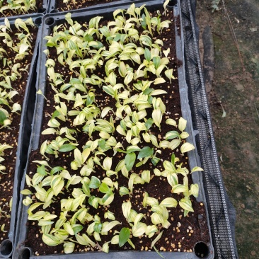 花叶良姜种苗庭园彩叶芳香地被绿植工程绿化苗