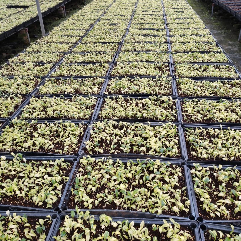花叶良姜种苗庭园彩叶芳香地被绿植工程绿化苗