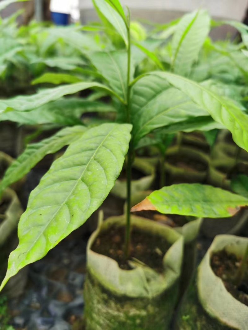 黄晶果苗，冬蜜，久蜜嫁接苗