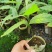 黄晶果苗，冬蜜，久蜜嫁接苗