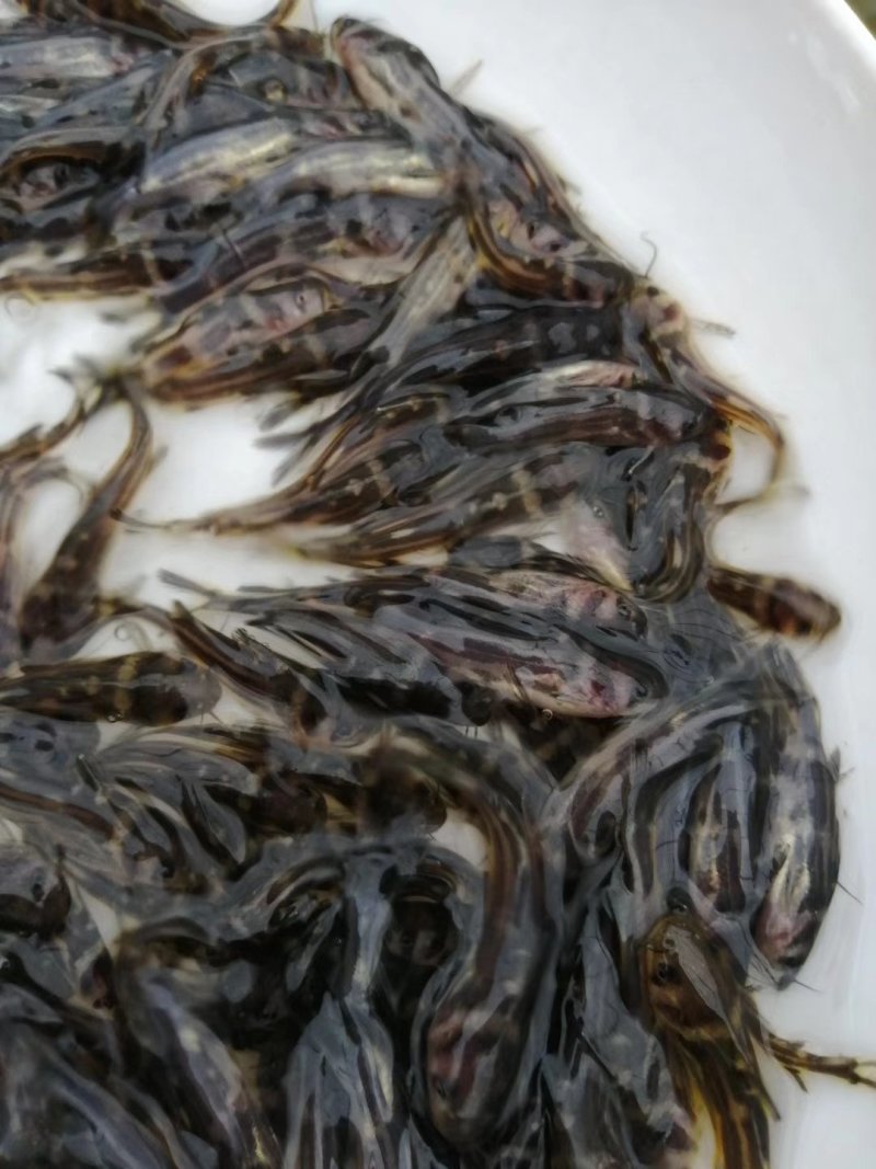 杂交黄骨苗黄骨鱼苗单性黄骨鱼苗土种黄骨鱼苗