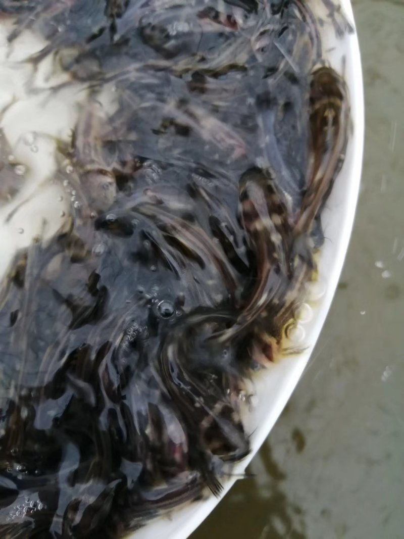 杂交黄骨苗黄骨鱼苗单性黄骨鱼苗土种黄骨鱼苗