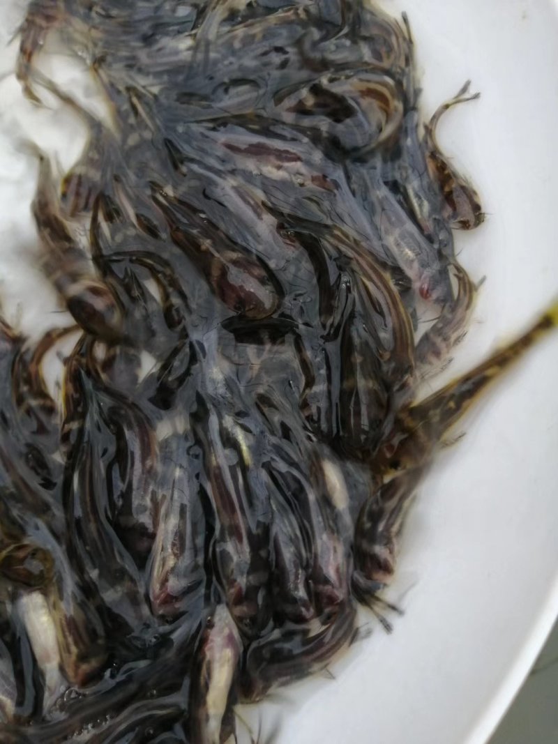 杂交黄骨苗黄骨鱼苗单性黄骨鱼苗土种黄骨鱼苗