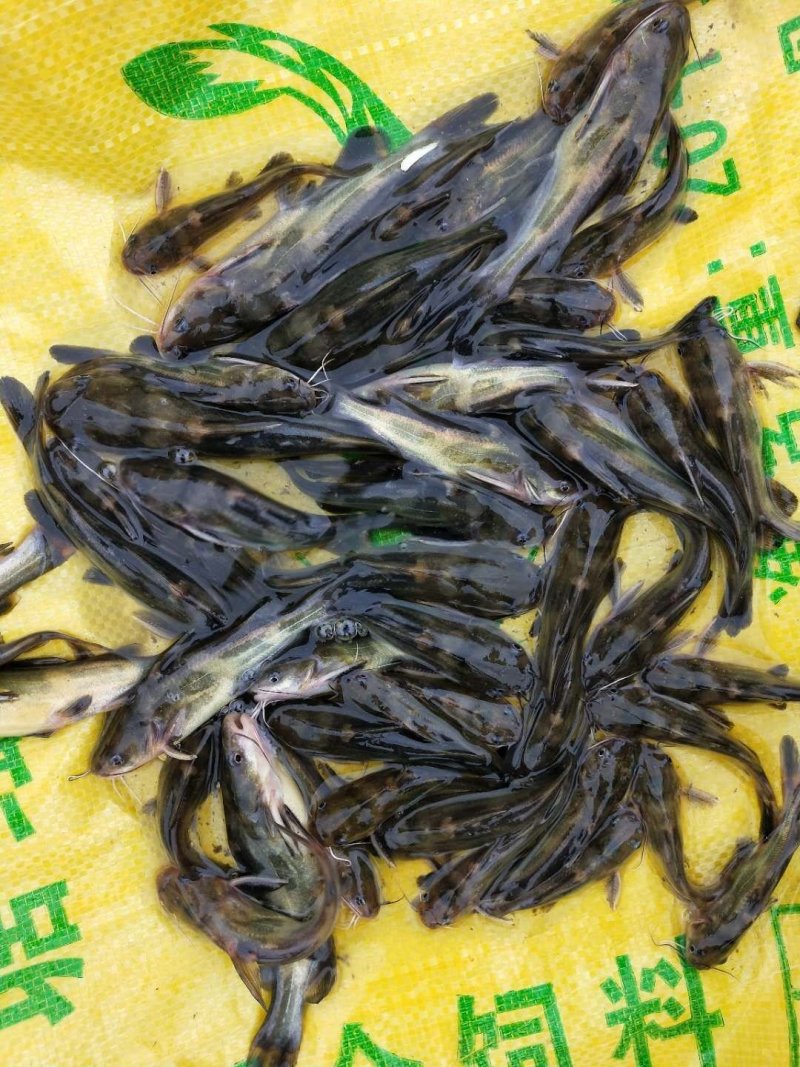 杂交黄骨苗黄骨鱼苗单性黄骨鱼苗土种黄骨鱼苗