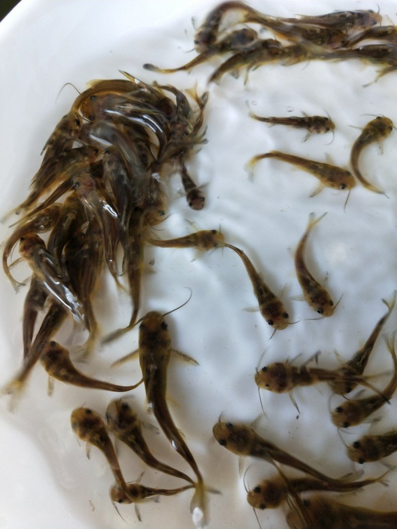 杂交黄骨苗黄骨鱼苗单性黄骨鱼苗土种黄骨鱼苗