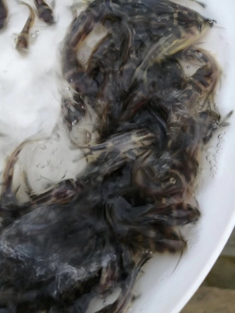 杂交黄骨苗黄骨鱼苗单性黄骨鱼苗土种黄骨鱼苗