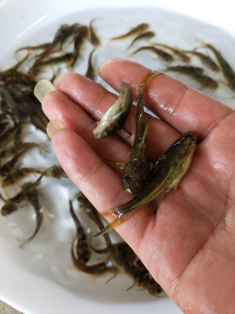 杂交黄骨苗黄骨鱼苗单性黄骨鱼苗土种黄骨鱼苗
