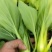 油菜上海青（专业代收）常年大量供应，规格齐全，量大从优
