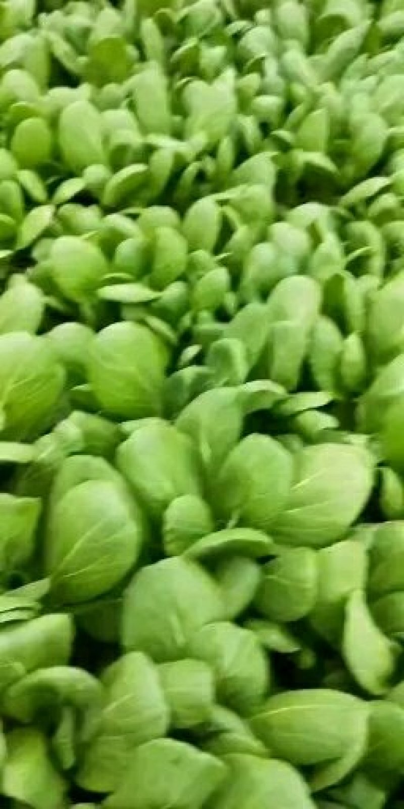 油菜上海青（专业代收）常年大量供应，规格齐全，量大从优