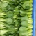油菜上海青（专业代收）常年大量供应，规格齐全，量大从优