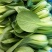 油菜上海青（专业代收）常年大量供应，规格齐全，量大从优