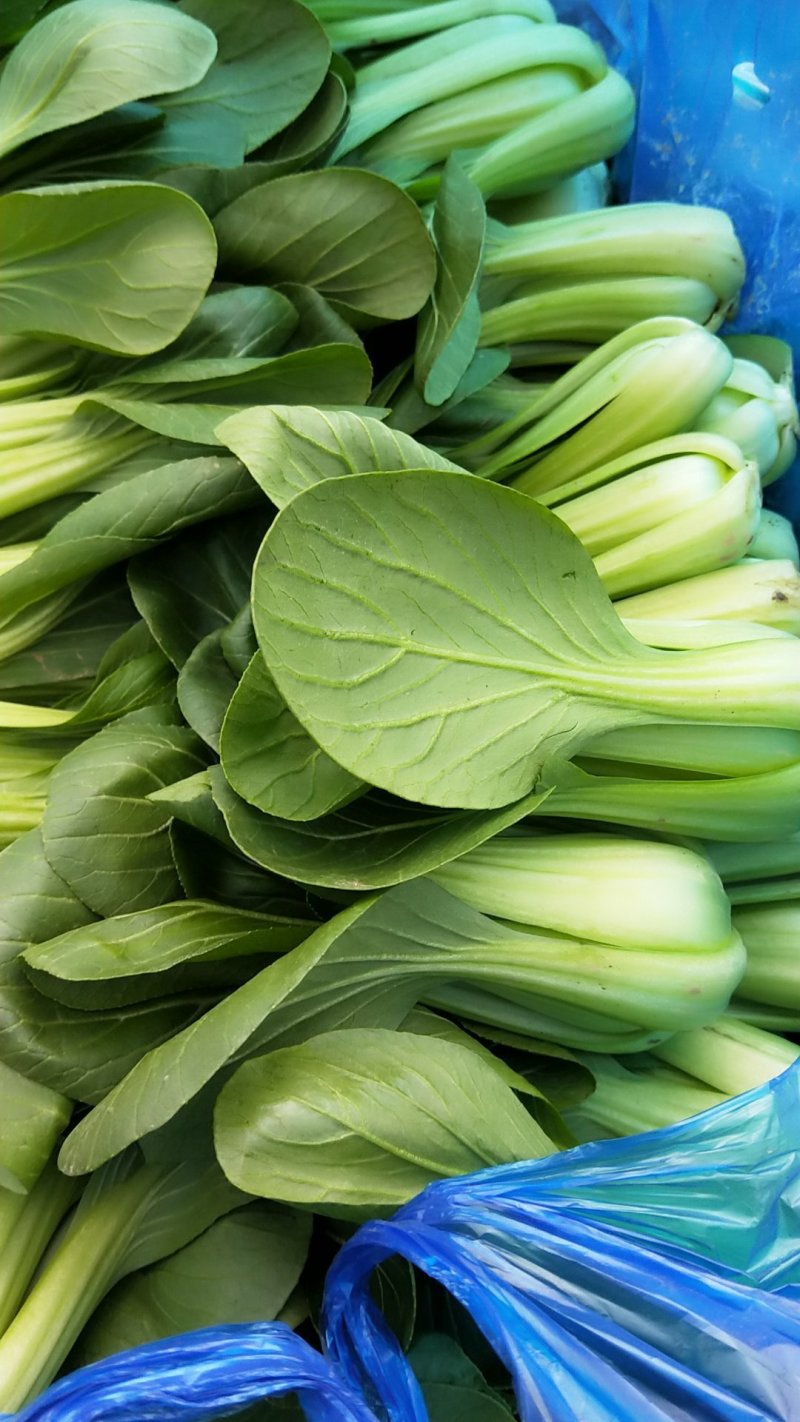 油菜上海青（专业代收）常年大量供应，规格齐全，量大从优