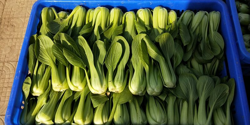 油菜上海青（专业代收）常年大量供应，规格齐全，量大从优