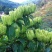 湖南湘蕾5号金银花苗量大从优，提供产品回收