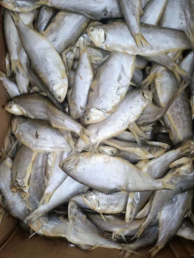 (聚便宜)马口鱼(三斤包邮)煎炸炖都非常好吃