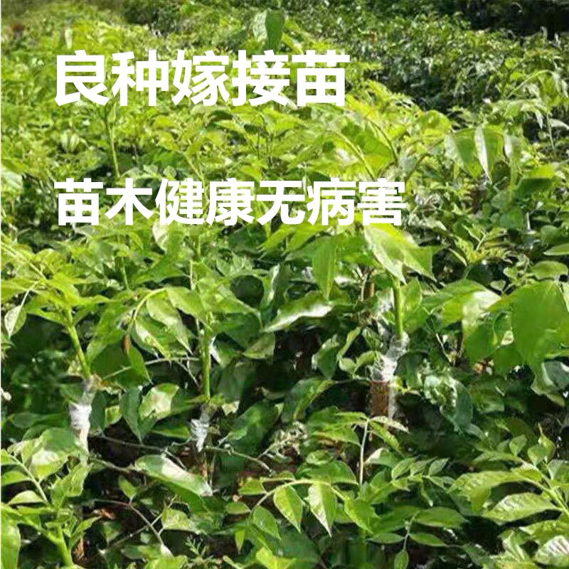 鸡心黄皮苗，植生苗，实生苗，嫁接苗，小杯芒