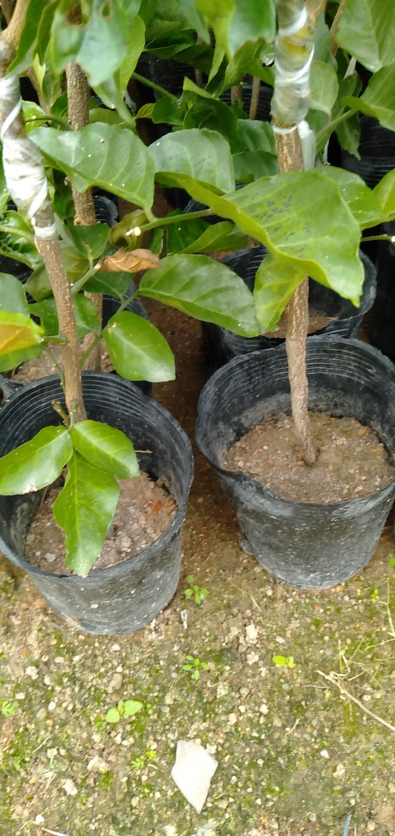 鸡心黄皮苗，植生苗，实生苗，嫁接苗，小杯芒