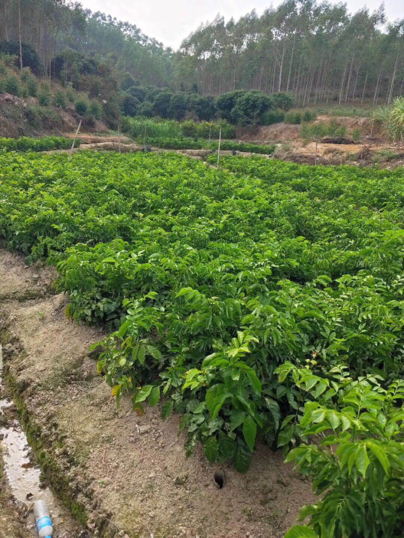 鸡心黄皮苗，植生苗，实生苗，嫁接苗，小杯芒