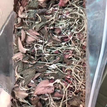 无碎金线莲干货，干品，整株，产地一手货源批发