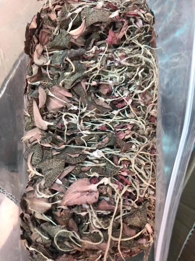 无碎金线莲干货，干品，整株，产地一手货源批发