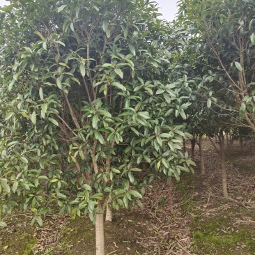 大量桂花苗，绿化苗出售