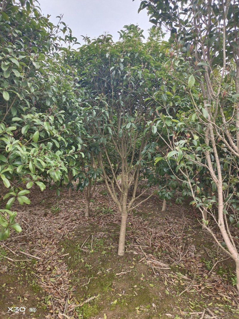 大量桂花苗，绿化苗出售