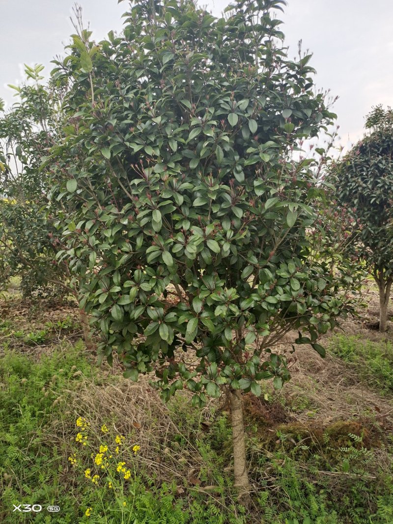 大量桂花苗，绿化苗出售