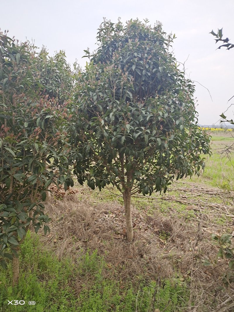 大量桂花苗，绿化苗出售