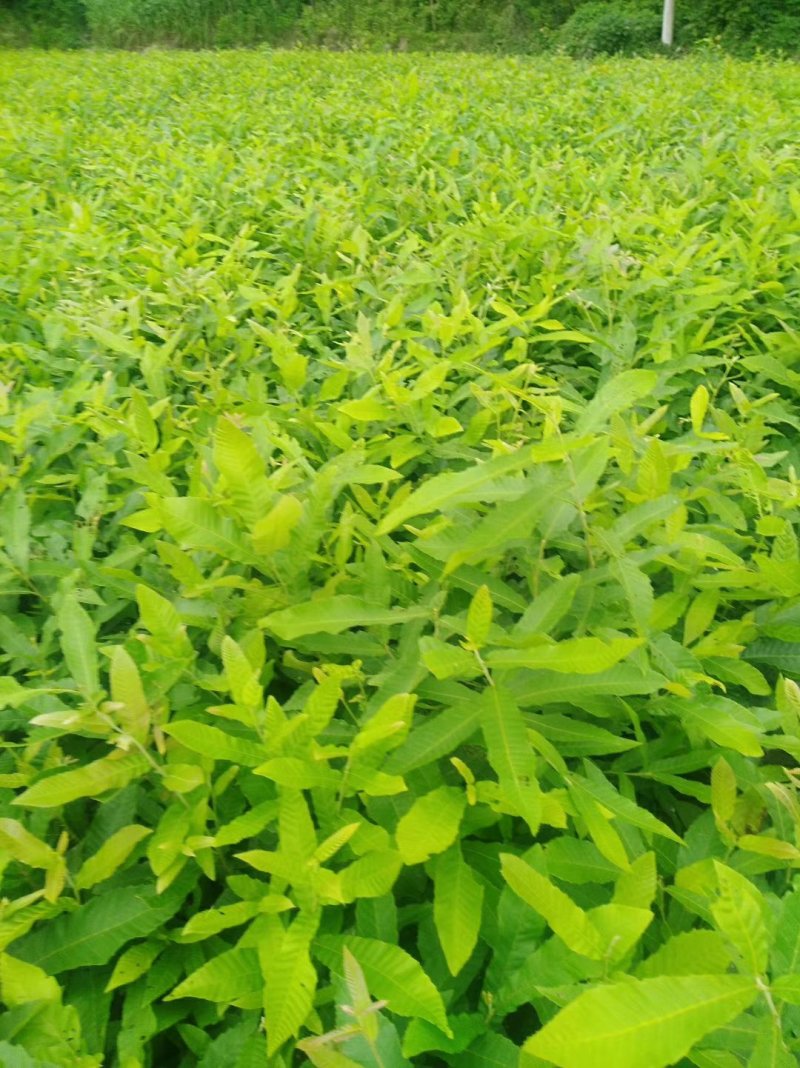 优质麻栎苗栎树苗品种纯规格齐一年苗约十万棵