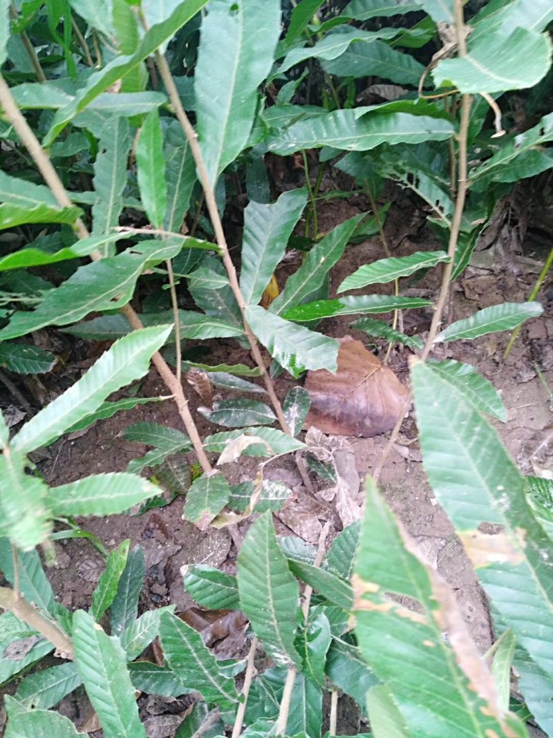 优质麻栎苗栎树苗品种纯规格齐一年苗约十万棵