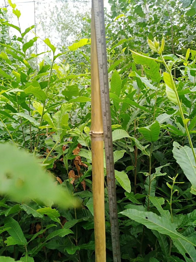 优质麻栎苗栎树苗品种纯规格齐一年苗约十万棵