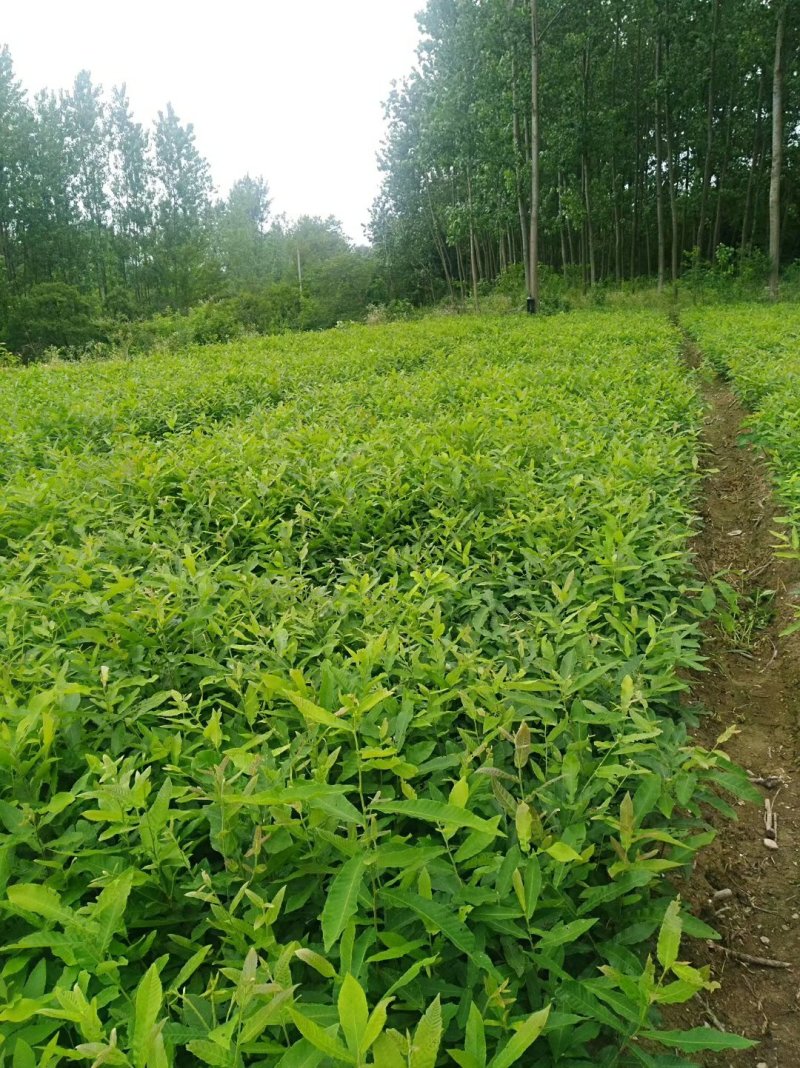 优质麻栎苗栎树苗品种纯规格齐一年苗约十万棵