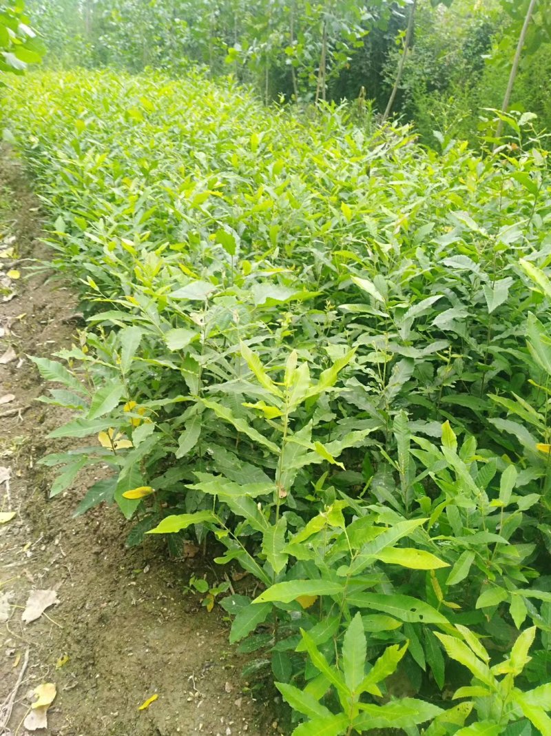 优质麻栎苗栎树苗品种纯规格齐一年苗约十万棵