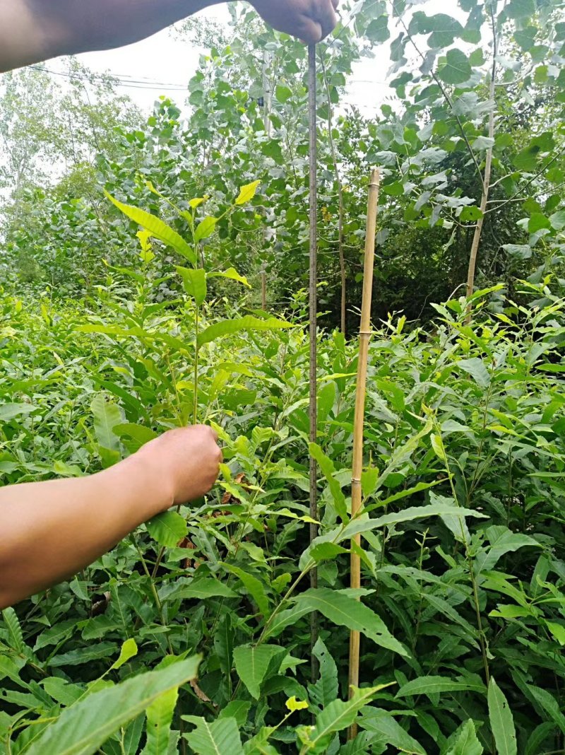 优质麻栎苗栎树苗品种纯规格齐一年苗约十万棵
