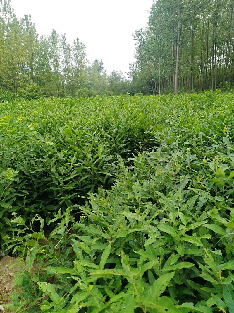 优质麻栎苗栎树苗品种纯规格齐一年苗约十万棵