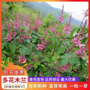 护坡专用草籽多花木兰种子抗旱耐寒灌木种子护坡多年生四季