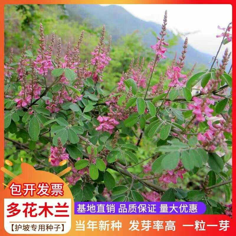护坡专用草籽多花木兰种子抗旱耐寒灌木种子护坡多年生四季