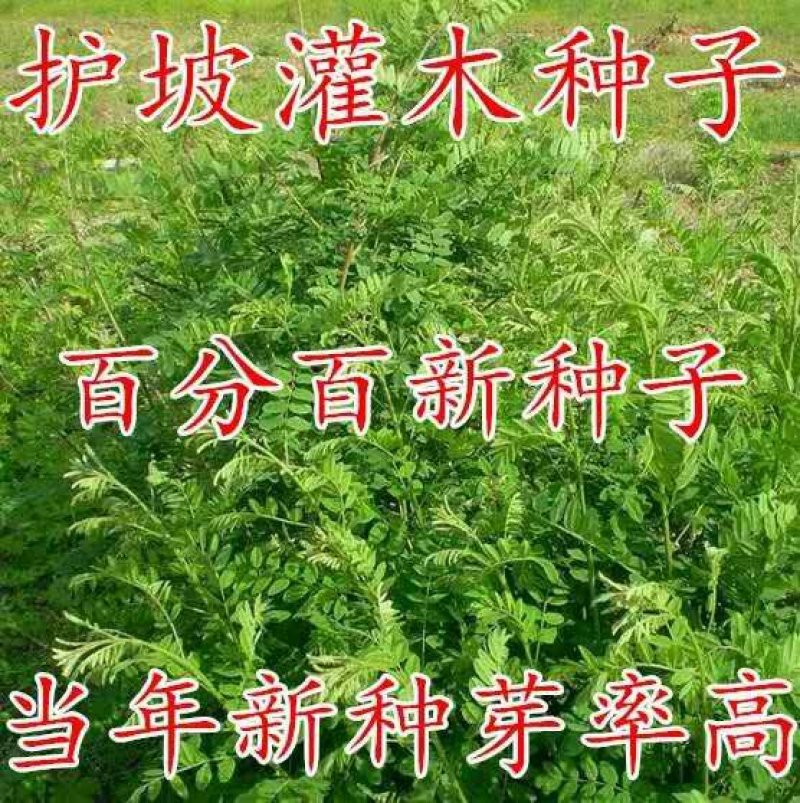护坡专用草籽多花木兰种子抗旱耐寒灌木种子护坡多年生四季