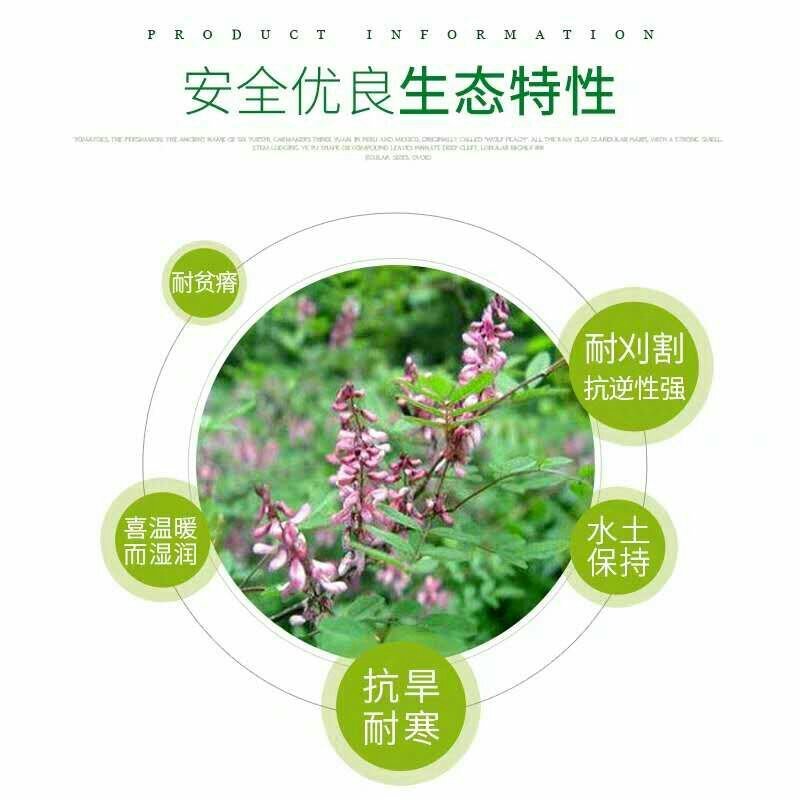 护坡专用草籽多花木兰种子抗旱耐寒灌木种子护坡多年生四季