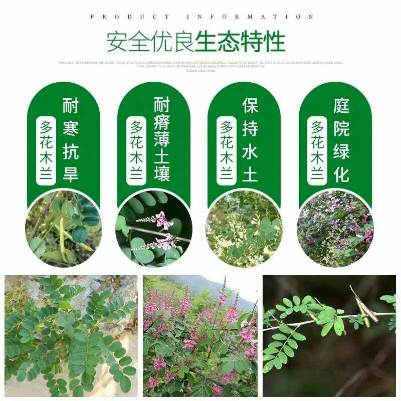 护坡专用草籽多花木兰种子抗旱耐寒灌木种子护坡多年生四季