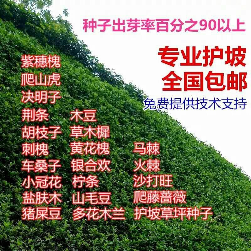护坡专用草籽多花木兰种子抗旱耐寒灌木种子护坡多年生四季