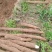 大量本地淮山上市新鲜现挖
