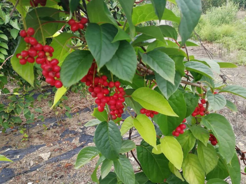 五味子苗，批发东北五味子苗，它适合南北方栽苗，它的果药店