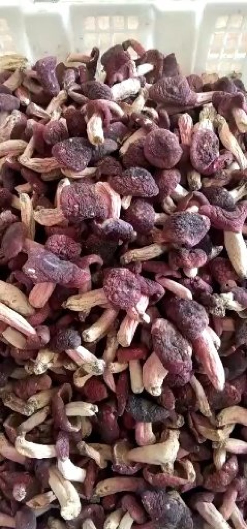 【礼品多种山珍】精选红菇，花香菇，木耳，小包装批发价