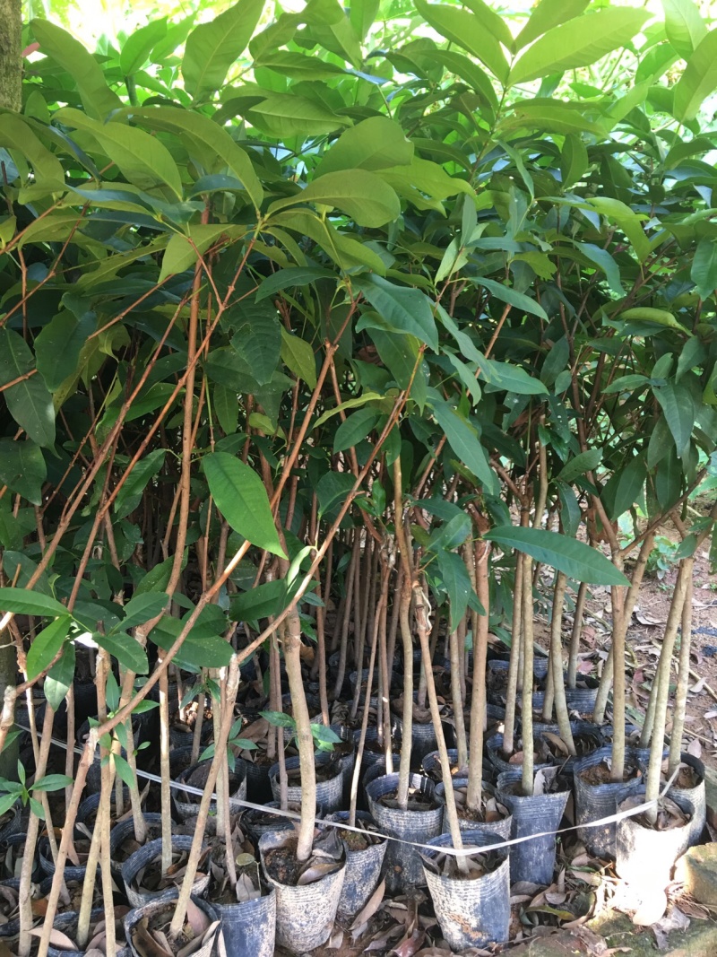 黑金刚莲雾苗当年种植当年结果